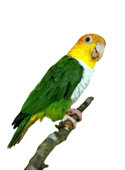Caique
