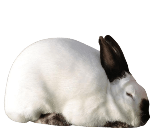 Californian Rabbit