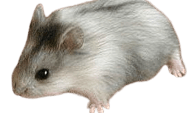 Campbell_s_Dwarf_Hamster