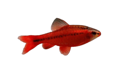 Cherry_Barb_fish