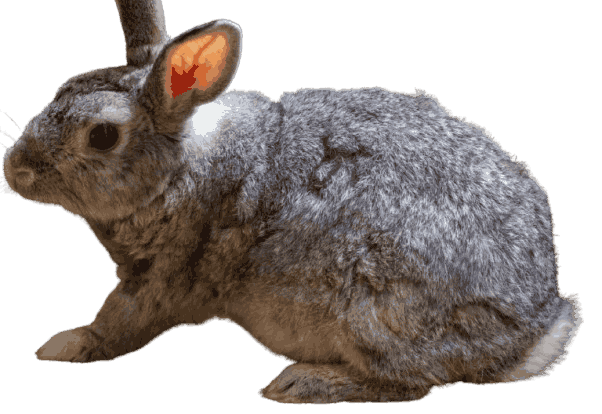 Chinchilla_Rabbit