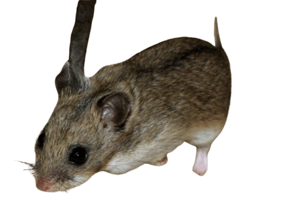 Chinese_Hamster