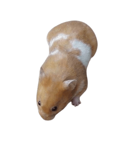 Cinnamon Hamster