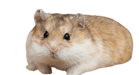Ciscaucasian_Hamster