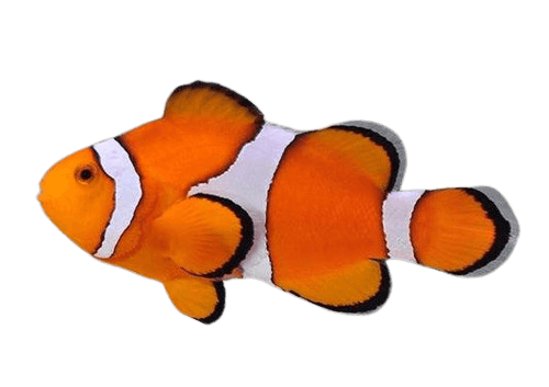 Clownfish