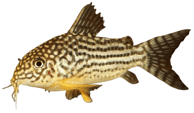 Corydoras