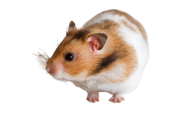 Dalmatian Hamster