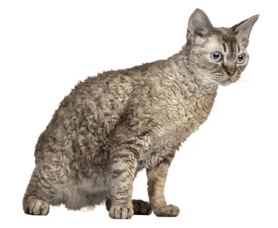 Devon Rex