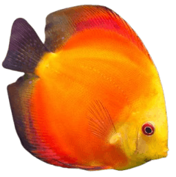 Discus-fish