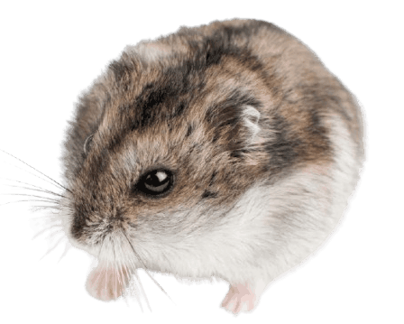 Djungarian_Hamster