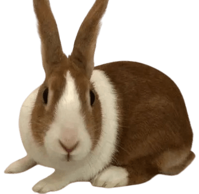 Dutch Rabbit