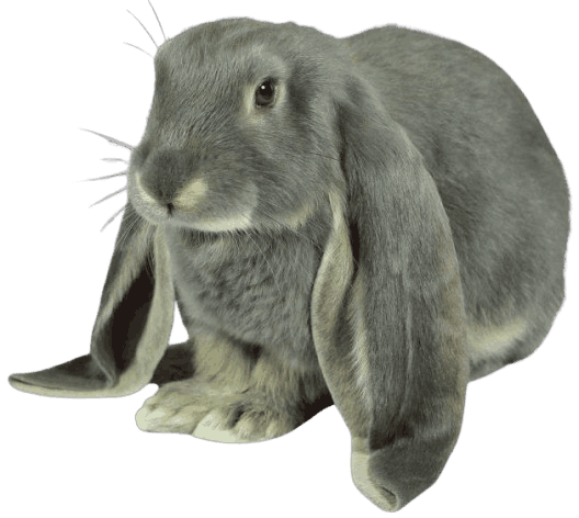 English_Lop
