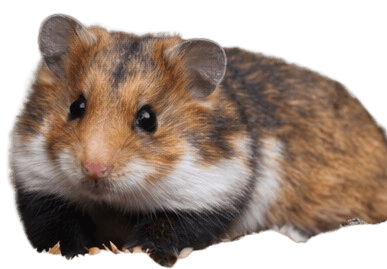 European_Hamster
