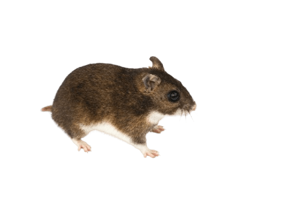 Eversmann_s_Hamster