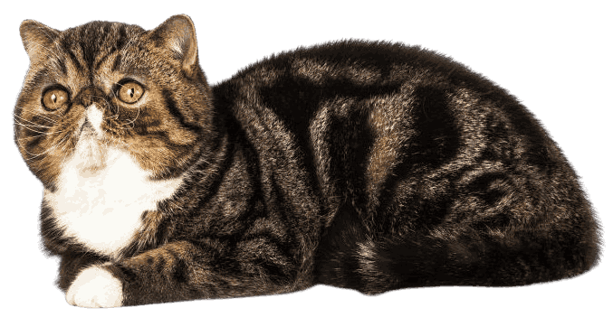 Exotic_Shorthair