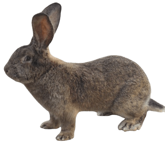 Flemish_Giant