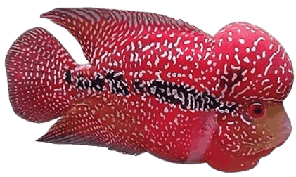 Flowerhorn Cichlid Fis