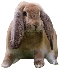 French_Lop