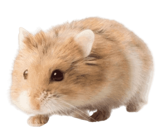 Golden Hamster