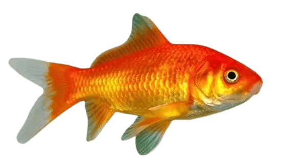 Goldfish