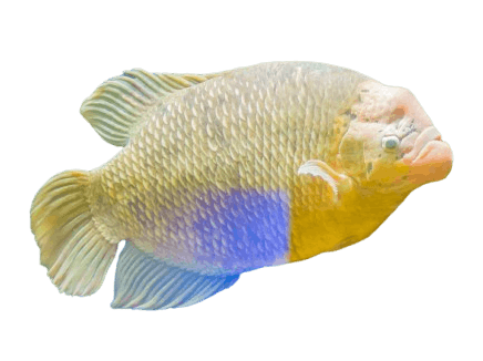 Gourami Fish