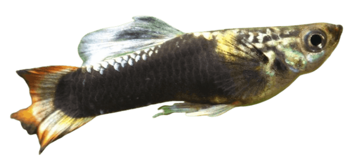 Guppy_Fish