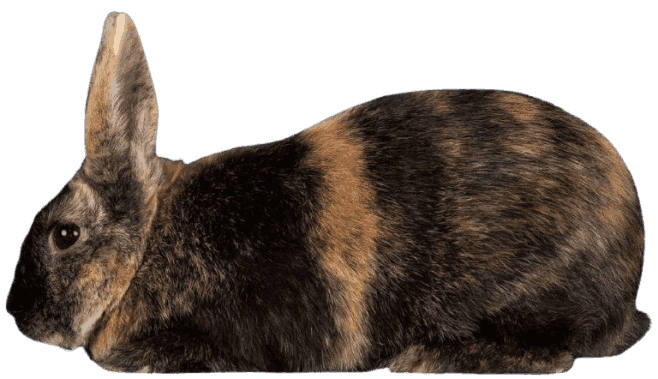 Harlequin_Rabbit