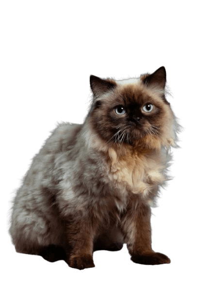 Himalayan