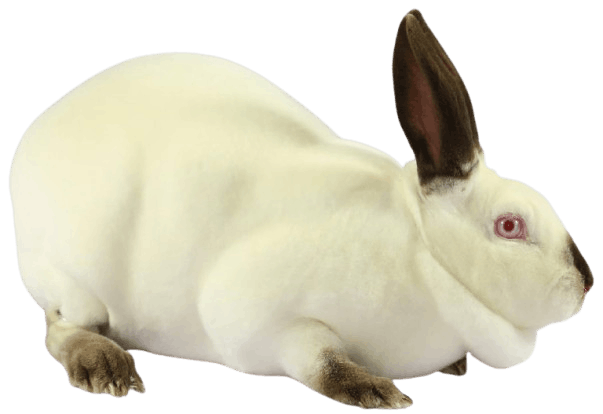 Himalayan_Rabbit