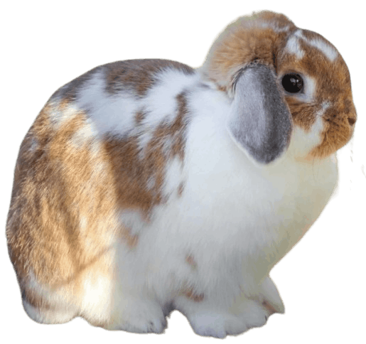 Holland_Lop_Rabbit