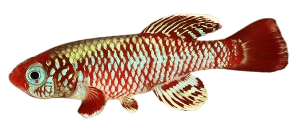 Killifish