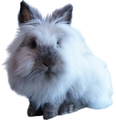 Lionhead Rabbit