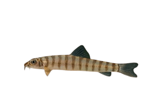 Loach_Fish