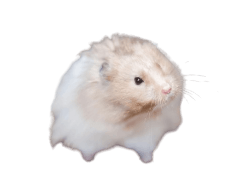 Long-haired Syrian Hamster
