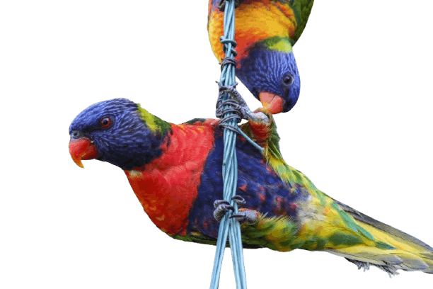 Lorikeet