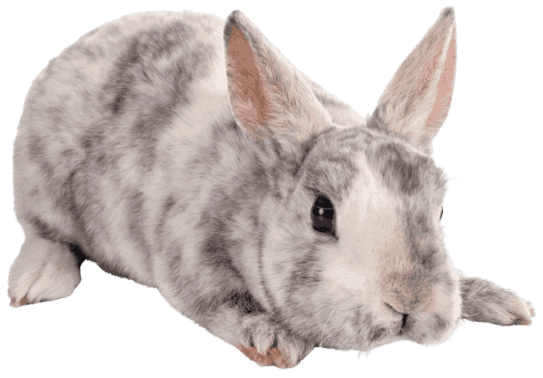 Mini Rex Rabbit