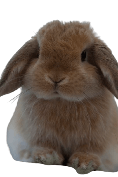 Mini_Lop