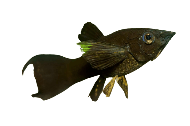Molly_fish
