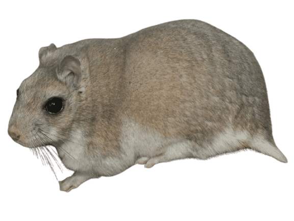 Mongolian_Hamster
