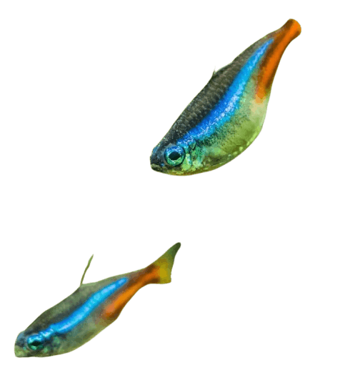 Neon_Tetra_Fish