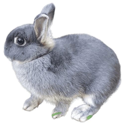 Netherland_Dwarf_rabbit