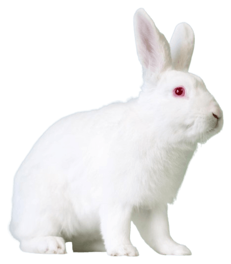 New Zealand White Rabbit