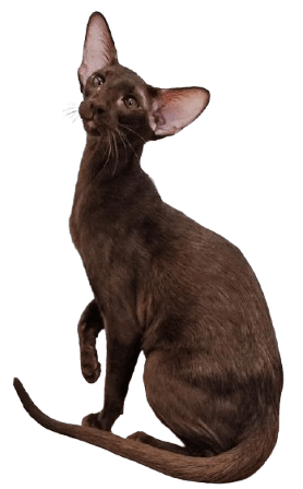 Oriental Shorthair