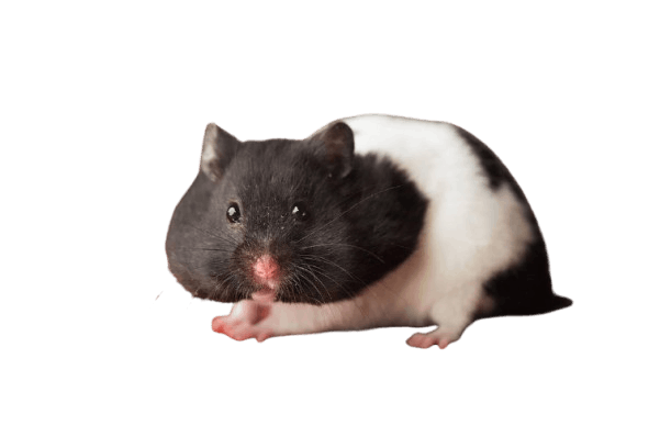 Panda Hamster