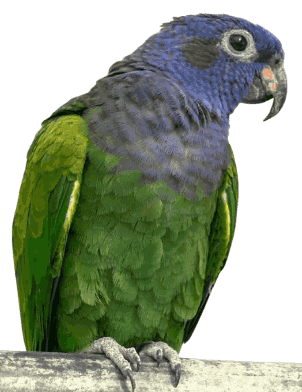 Pionus_Parrot