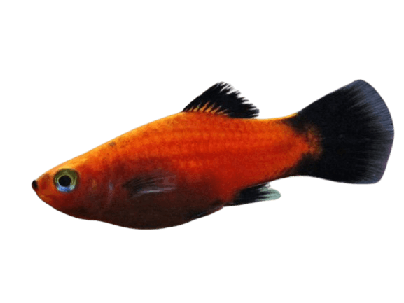 Platy_fish