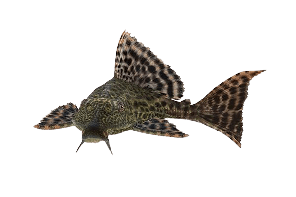 Plecostomus