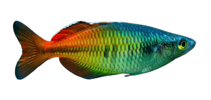 Rainbowfish