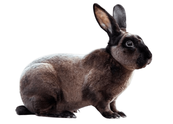 Rex Rabbit