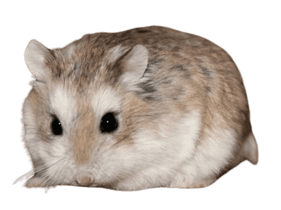 Roborovski_Hamster